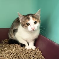 AVAST C, chatte à adopter