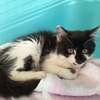 LUMII C, chatte à adopter