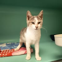 FACEBOOK C, chat à adopter
