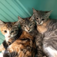 MIKASA C, chatte à adopter