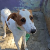 SPECULOS, chien à adopter