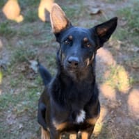 Colette CAA16069, chienne à adopter