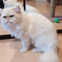 SAPHIR, chat à adopter