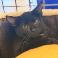 FLEURY, chatte à adopter
