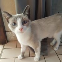 alaska, chatte à adopter