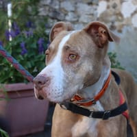 TINA, chienne à adopter