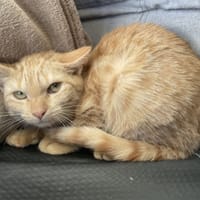 Clarinette, chatte à adopter