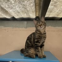 Lapanou, chat à adopter