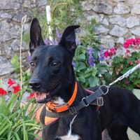 RAYA, chienne à adopter