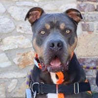 SULLY, chien à adopter