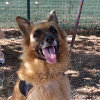 SHIRO, chien à adopter