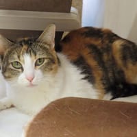 HOULETTE PAB29007, chatte à adopter