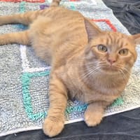 bowie, chat à adopter
