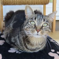 Moka PAB28927, chatte à adopter