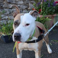 O'LAYKA, chienne à adopter