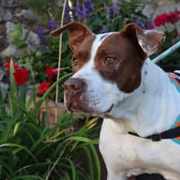 MILA, chienne à adopter