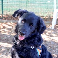 TOM, chien à adopter