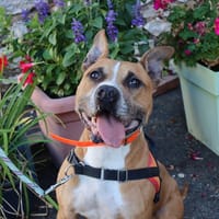 DIABOLO, chien à adopter