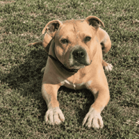 OSLO, chien à adopter