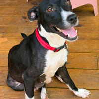 Chance, j'en ai besoin, chienne à adopter