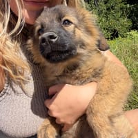MICKY, chien à adopter