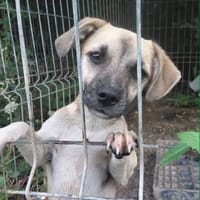 GAÏA, chienne à adopter