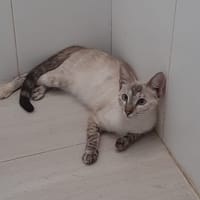 LUNA, chatte à adopter
