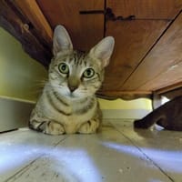 SAGA, chatte à adopter