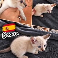Basura, chat à adopter