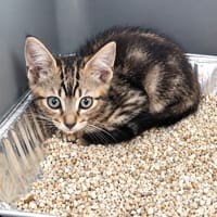 Gomi, chat à adopter