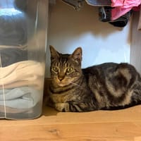 PANDORA, chatte à adopter