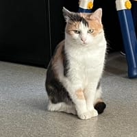 Twister, chatte à adopter