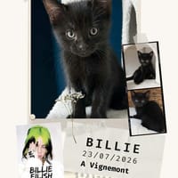 Billie, chatte à adopter