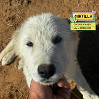 MIRTILLA, cane femmina da adottare