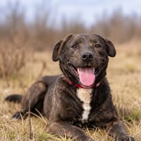 Easy -Toller Rüde auf der Suche nach seinem Perfect Match, Hund zur Adoption