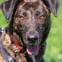 Wunderbarer jung Mischlings Hund Alex, Hund zur Adoption