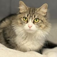 Daisy - unkomplizierte Traumkatze, Katze zur Adoption