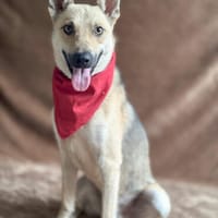 Zeno (Zlatan)- Hübscher Rüde sucht seine Menschen, Hund zur Adoption