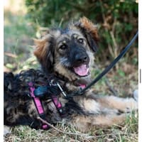 aktiver, lernwilliger Junghund BODO sucht seine Menschen, Hund zur Adoption