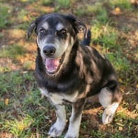 Wunderbarer Junghund Maverick sucht ein Zuhause, Hund zur Adoption