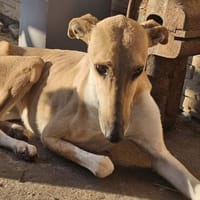 Sun, hier sucht eine ganz besondere Hündin ein Zuhause, Hündin zur Adoption