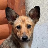 DUMBO-hübscher, kleiner Jung-Rüde, 35 cm, Hund zur Adoption