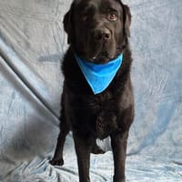 Lupi -Wunderschöner Kuschelbär sucht seine Menschen, Hund zur Adoption