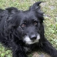 Strobel sucht erfahrenes Zuhause, Hund zur Adoption