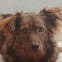 BRUNJA-wunderschöne,fröhliche Power-Hündin, 45 cm, Hündin zur Adoption