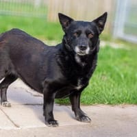 unsichere OTTILIE sucht ihre Menschen, Hündin zur Adoption