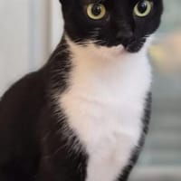 Sally sucht ihren Menschen, Katze zur Adoption
