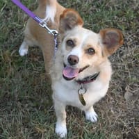 Mamy, Hündin zur Adoption