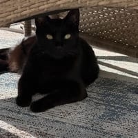 Negra eine verschmuste Einzelprinzessin, Katze zur Adoption