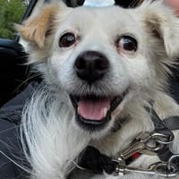 Cheddar sucht ein liebevolles Zuhause., Hündin zur Adoption
